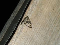 Lampropteryx suffumata