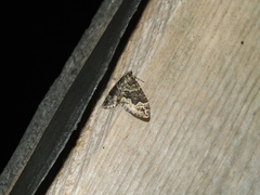 Lampropteryx suffumata