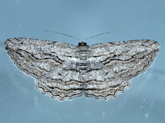 Scioglyptis loxographa