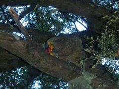Nestor notabilis
