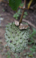 Annona