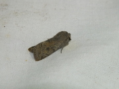Orthosia incerta