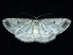 Scioglyptis loxographa