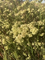 Glischrocaryon aureum