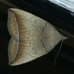Simplicia armatalis