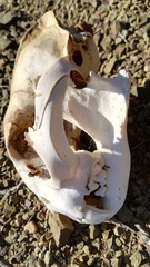 Caracal caracal