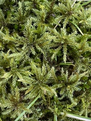 Climacium dendroides