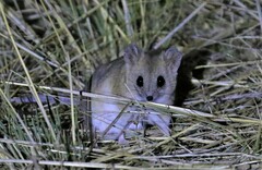 Sminthopsis crassicaudata