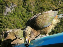 Nestor notabilis