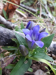 Gentiana scabra