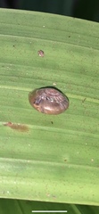 Gudeoconcha sophiae