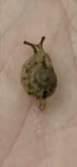 Gudeoconcha sophiae