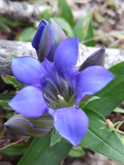 Gentiana scabra