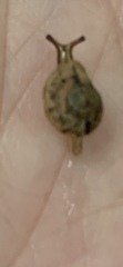Gudeoconcha sophiae
