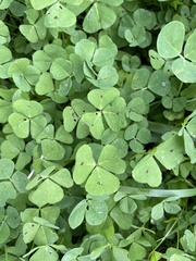 Medicago arabica