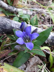 Gentiana scabra