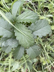 Potentilla sterilis
