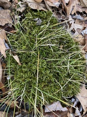 Climacium dendroides