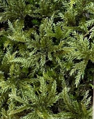 Climacium dendroides