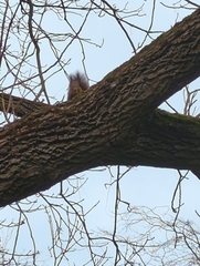 Sciurus vulgaris