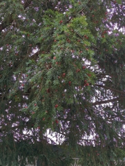 Taxus baccata
