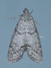 Heteromicta pachytera