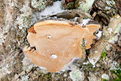 Phellinus igniarius igniarius