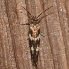 Scythris trivinctella