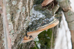 Phellinus igniarius igniarius