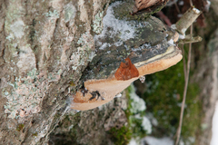 Phellinus igniarius igniarius