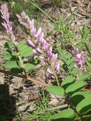 Indigofera pratensis