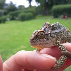 Bradypodion thamnobates