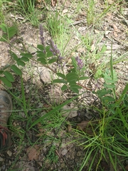 Indigofera pratensis