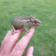 Bradypodion thamnobates