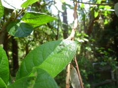 Heteropsilopus ingenuus