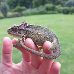 Bradypodion thamnobates