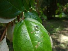 Heteropsilopus ingenuus