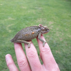 Bradypodion thamnobates