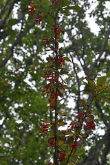 Berberis amurensis