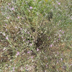 Centaurea virgata squarrosa