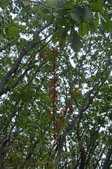Berberis amurensis
