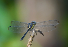 Agrionoptera longitudinalis