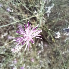 Centaurea virgata squarrosa