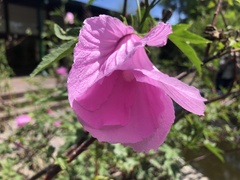 Hibiscus striatus