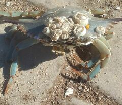 Chelonibia testudinaria