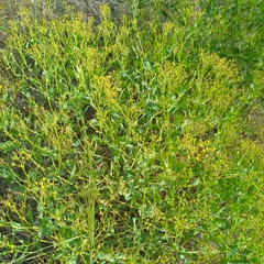 Haplophyllum perforatum