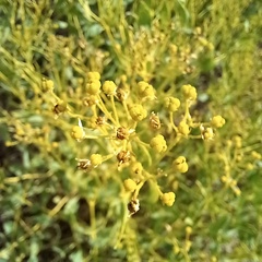 Haplophyllum perforatum