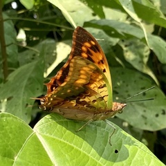 Charaxes candiope