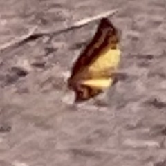 Charaxes candiope