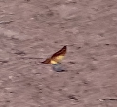 Charaxes candiope
